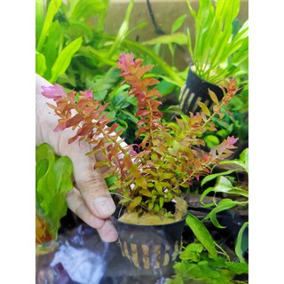 โรทาล่า เรดมินิ Rotala red mini (ต้นไม้น้ำ) ต้นไม้น้ำพร้อมปลูก ต้นไม้น้ำ ต้นไม้น้ำตกแต่งตู้ปลา ***กรุณาอ่านรายละเอียดก่อ