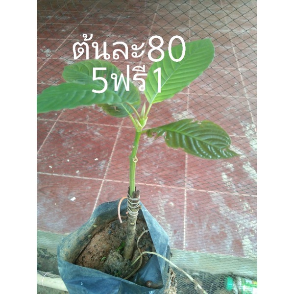 My Image 5