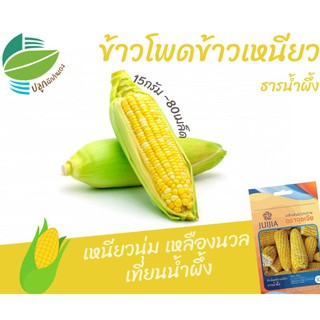 ข้าวโพดข้าวเหนียวธารน้ำผึ้ง (Waxy Corn)​