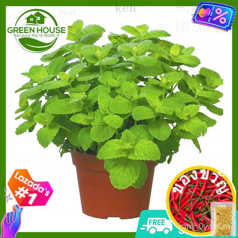 [Green House] Spearmint Seeds for Planting Vegetable Plants (15 Seed) FREE FREE Fertilizer &amp; Planting Instructions for P