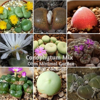 เมล็ด​ Conophytum​ Mixed เมล็ดแท้นำเข้า 10เมล็ด​120บาท by แม่ปุ้ม