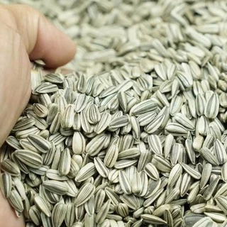 เมล็ดต้นอ่อนทานตะวันลายไทยขนาด 500 กรัม อัตราการงอกสูง