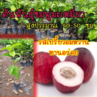 1 ต้น ต้นพันธุ์ชมพู่มะเหมี่ยว(Pomerac)  สูงประมาณ 40-50 ซม.จัดส่งพร้อมถุงเพาะชำ !![จำกัดจำนวน2ต้น/1กล่อง