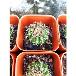 melocactusหนามแมงมุม