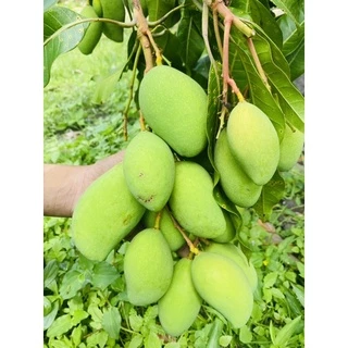 มะม่วงพิมเสนเบาเริ่มแก่เปรี้ยวอร่อยกิโลละ 49บาท