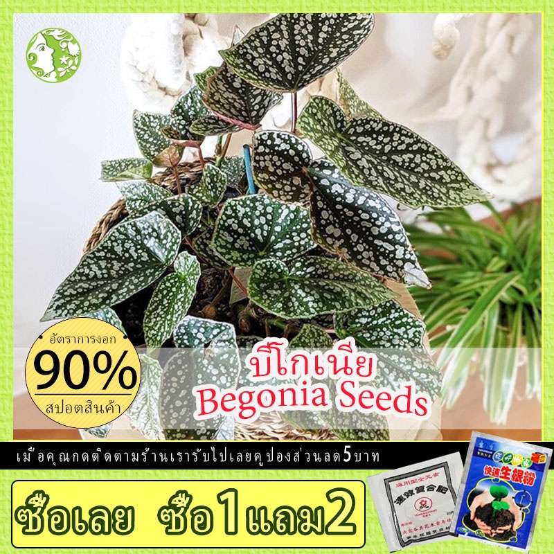 บีโกเนีย เมล็ด/คละสี Begonia Seeds (50 Seeds) Hosta Flower Seeds บีโกเนียลายจุด บอนสี พันธุ์ไม้หายาก