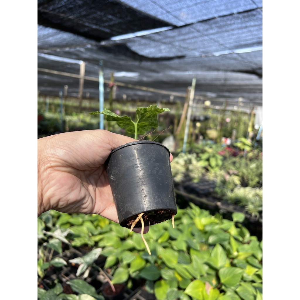 มุมมอง 2