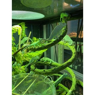 Lucky Herps UVA UVB Heat Lamp หลอดรวมยูวีและความร้อน ครบทุกอย่างในหลอดเดียว สำหรับสัตว์ทุกชนิดที่ต้องการยูวีทดแทนแสงแดด