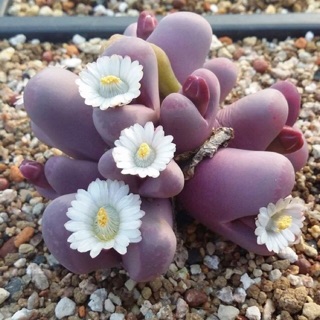 เมล็ด ไลทอปส์ Lithops Seedd