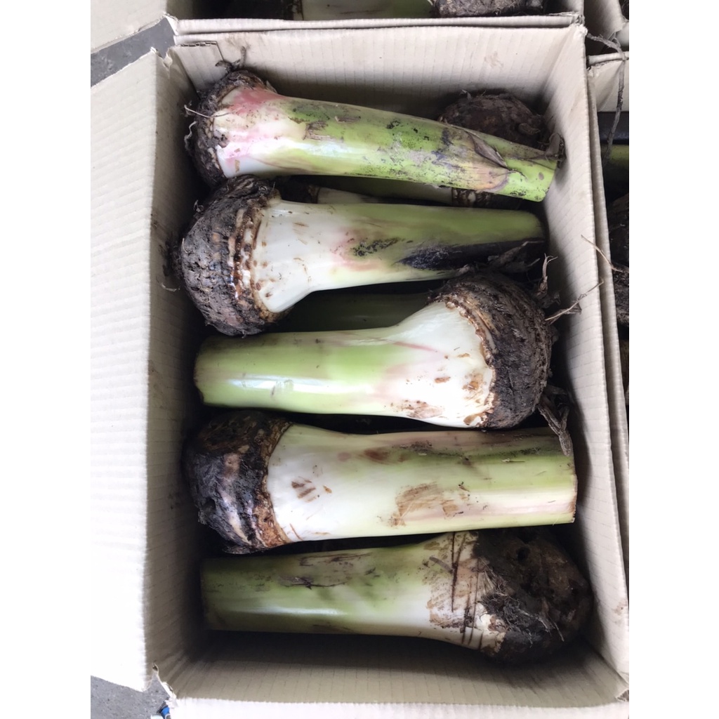 [สินค้าขายดี] หน่อกล้วยหอมทองปทุม 10 หน่อ 290 แถมคู่มือการปลูกฟรี