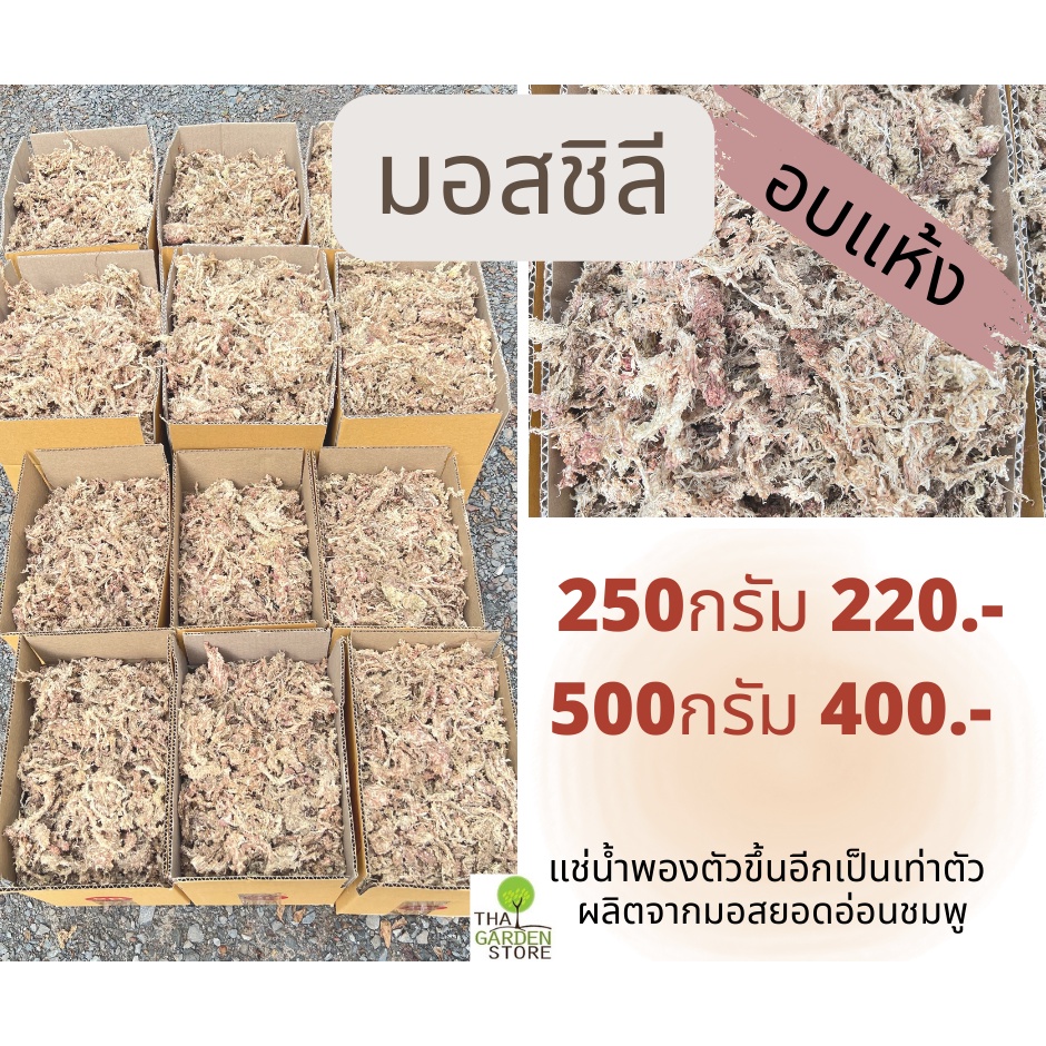 สแฟกนั่มมอสชิลี มอสชิลี ปลูกต้นไม้ Chilean Moss (Re-Pack)บรรจุกล่อง