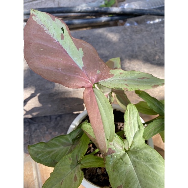 syngonium pink salmon