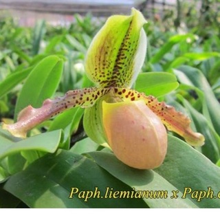 รองเท้านารี​ Paph.liemianum​ x​ Paph.exul​ ต้นยังไม่มีดอกนะคะ