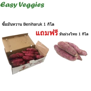 [แถมฟรีมันม่วง] มันหวานญี่ปุ่น เบนิฮารุกะ Beniharuka เนื้อเหลือง หอมหวาน ราคาถูก