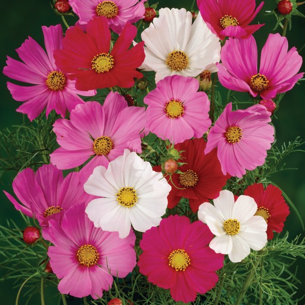 คอสมอส ชั้นเดียว ถูกที่สุด 10บ. เมล็ดพันธุ์คอสมอสชมพูม่วง 30 เมล็ด cosmos งอกดี โตเร็ว ดอกดก