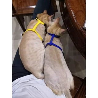 PEKO PET&CAT สายจูงสัตว์เลี้ยง แบบสองวรรค สำหรับสุนัข แมว กระต่าย สายจูงเชือกไนล่อน มีหลายสี
