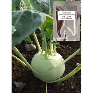 เมล็ดผักกะหล่ำปมเขียว (Green Vienna Kohlrabi) เมล็ดกะหล่ำปม เมล็ดพันธุ์กะหล่ำปม กะหล่ำ กะหล่ำปม เมล็ดผักกะหล่ำ