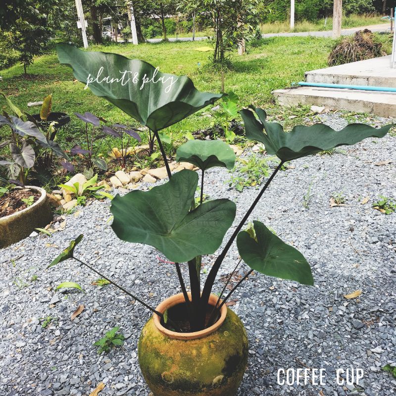 โคโลคาเซีย คอฟฟี่ คัฟ Colocasia Coffee Cup