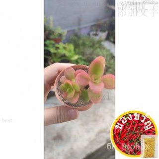 [NEW ARRIVAL/Readystock] เครื่องบูชาด้วยไฟ succulent real plant live plant โรงงานเนื้อเรื่องของจังหวะที่儿童/玫瑰/香菜/头饰/苹果/母