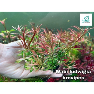 (พร้อมจำหน่าย30กย66)วาบิลัดวิเจียเบรวิเปส (Ludwigia Brevipes) วาบิไม้ข้อ หนึ่งเดียวในไทย