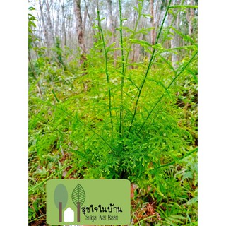 สามร้อยยอด Lycopodium cernuum  ต้นละ1 บาท ราคาถูก