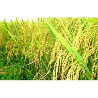 ไดฟีโนโคนาโซล+ไพรพิโคนาโซล ( 1L ) สารป้องกันกำจัดโรคพืช โรคเมล็ดด่าง โรคใบไหม้ เมล็ดลาย ดอกกระถิน