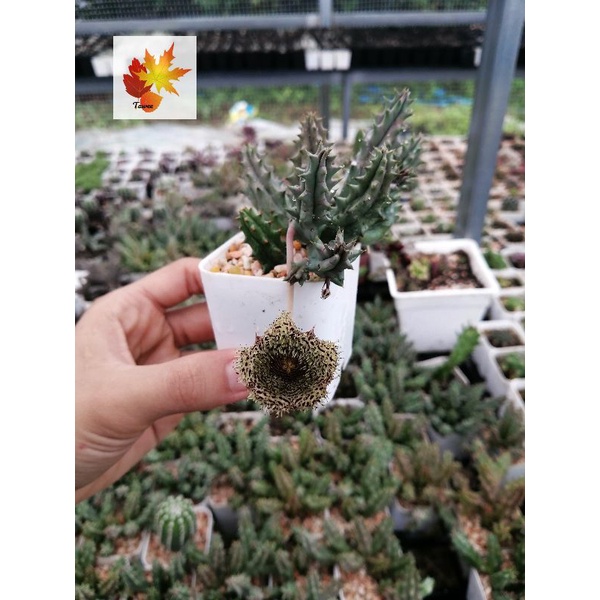 เก๋งจีน ทุเรียน Huernia แคคตัส กระบองเพชร cactus&succulent