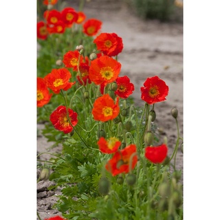 ไอซ์แลนด์ป็อปปี้ papaver nudicaule iceland poppy 1000 เมล็ด นำเข้าอังกฤษ