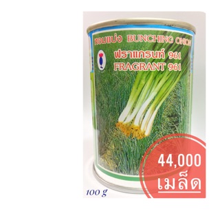 เมล็ดหอมแบ่ง ปลูกง่าย โตไว แตกกอดี ให้ผลผลิตสูง ปลูกได้ตลอดปี กระป๋อง 100 กรัม 44,000 เมล็ด