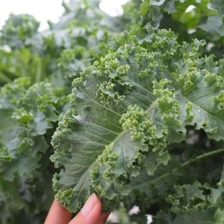 เมล็ดผักเคล Kale Green Curl100 เมล็ด เมล็ดเคล คะน้าใบหยิก เมล็ดพันธุ์เคล ผักเคล