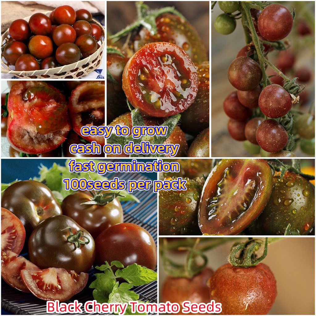 Black Cherry Tomato Vegetable Plants Seed 1 แพ็ค100แคปซูล เมล็ดพันธุ์ผัก ดินปลูกผัก เมล็ดผักต่างๆ ต้นกระท่อมถูกๆ แต่งสวน