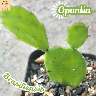 [โอพันเทียใบบาง] Opuntia Brasilliensis ส่งพร้อมกระถาง แคคตัส Cactus Succulent Haworthia Euphorbia ไม้หายาก พืชอวบน้ำ