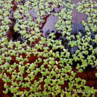 REAL LIVE PLANT KIAMBANG BARU FLOATING WATER PLANTS TUMBUHAN AIR PLANTS花园/帽子/手链/男装/香菜/鲜花/seeds/头饰/向日葵/木瓜/ Q6DA