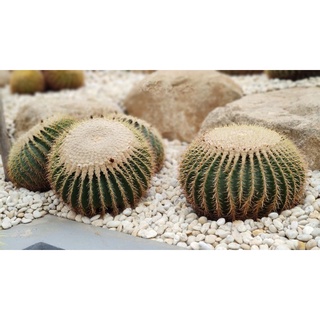 ถังทอง แคคตัส (Echinocactus grusonii) ไม้เพาะเมล็ด 3.5-4 cm