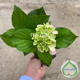 F118 ต้นไฮเดรนเยีย Hydrangea พันธุ์เบา โทนสีฟ้า ม่วง ชมพู ออกดอกทั้งปี แบบถุงพร้อมส่ง