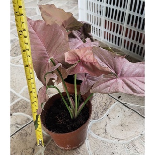 ออมชมพู ต้นไม้ฟอกอากาศ 
Pink Syngonium