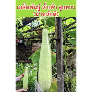 เมล็ดพันธุ์ น้ำเต้า ลูกยาว (น้ำหนักดี) 30-40เมล็ด