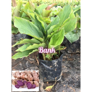 🌿🌿ต้นกระชายดำ🌱🌱ขายราคาถูกพร้อมส่ง(รับประกันสินค้าทุกกรณี)🌱🌱