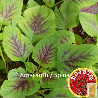 เมล็ดผักโขมแดงเขียว/Amaranth/Barrel seeds (FR SG) 1000เมล็ด NO07