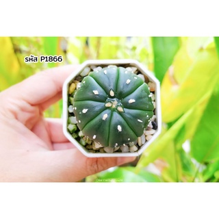 แอสโตรตัม ไม้เมล็ด (Astrophytum asterias) แคคตัส