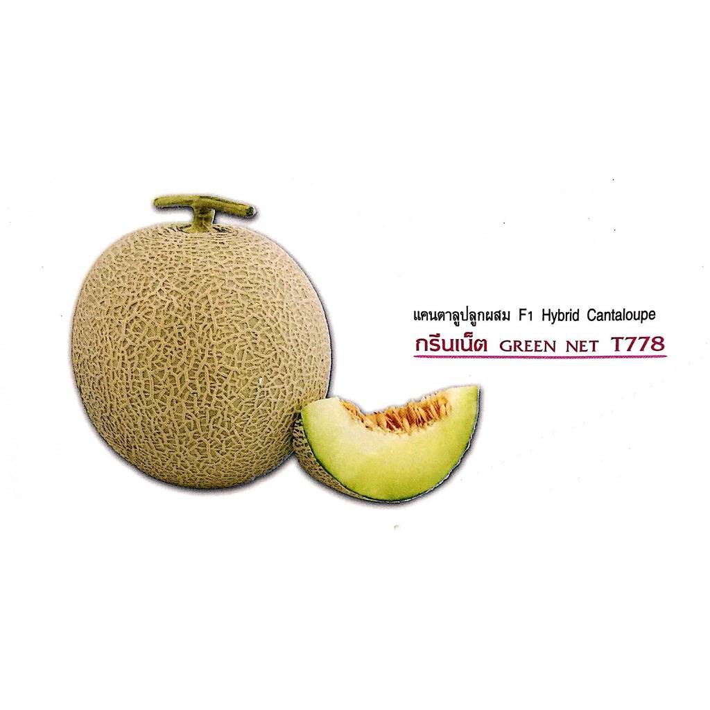เมล็ดเมล่อน กรีนเน็ต จากไต้หวัน เนื้อสีเขียว หวานฉ่ำ กลิ่นหอม - รูปที่ 2