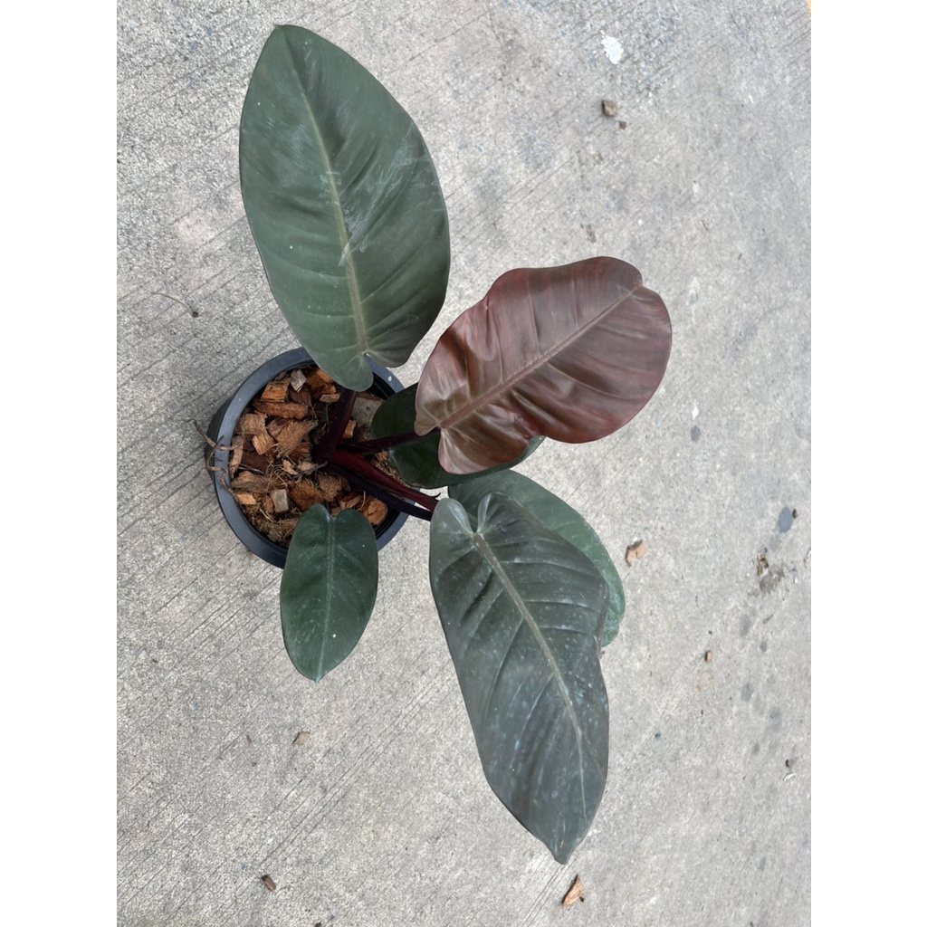 มุมมอง 8