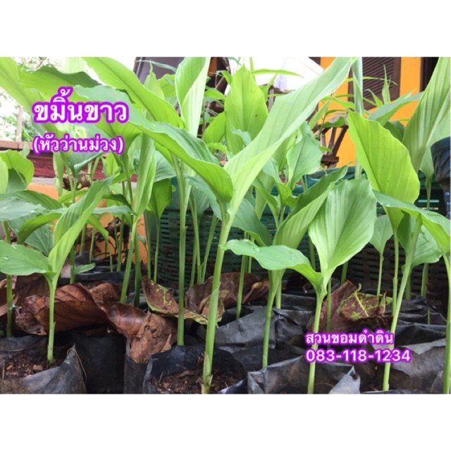 ต้นขมิ้นขาว ว่านม่วง ต้นหัวว่านม่วง