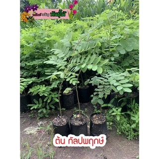 ต้น กัลปพฤกษ์ หรือ ซากุระ เมืองไทย สูง 60-80 cm. สำคัญกรุณาสั่งซื้อในเวลา12:00น.-00:00น.