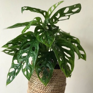 ต้นไม้ ต้นพลูฉลุ :Monstera obliqua Miq . ราคาไม่รวมกระถางหวาย 120฿