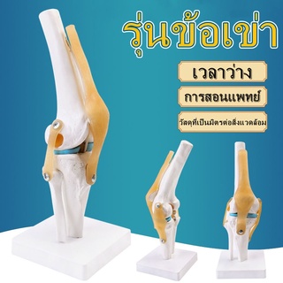 【กทม.พร้อมแล้ว】โมเดลข้อต่อเข่ามนุษย์ พร้อมเอ็น โมเดลข้อเข่า Human Anatomical Knee Joint Life