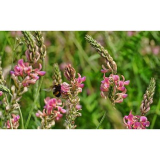 หญ้า Sainfoin หญ้าสวยงาม หญ้าตกแต่งสวน ใช้เป็นอาหารสัตว์เลี้ยง ปรับปรุงดินที่เสีย กลับมามีสารอาหาร หญ้าเลี้ยงสัตว์