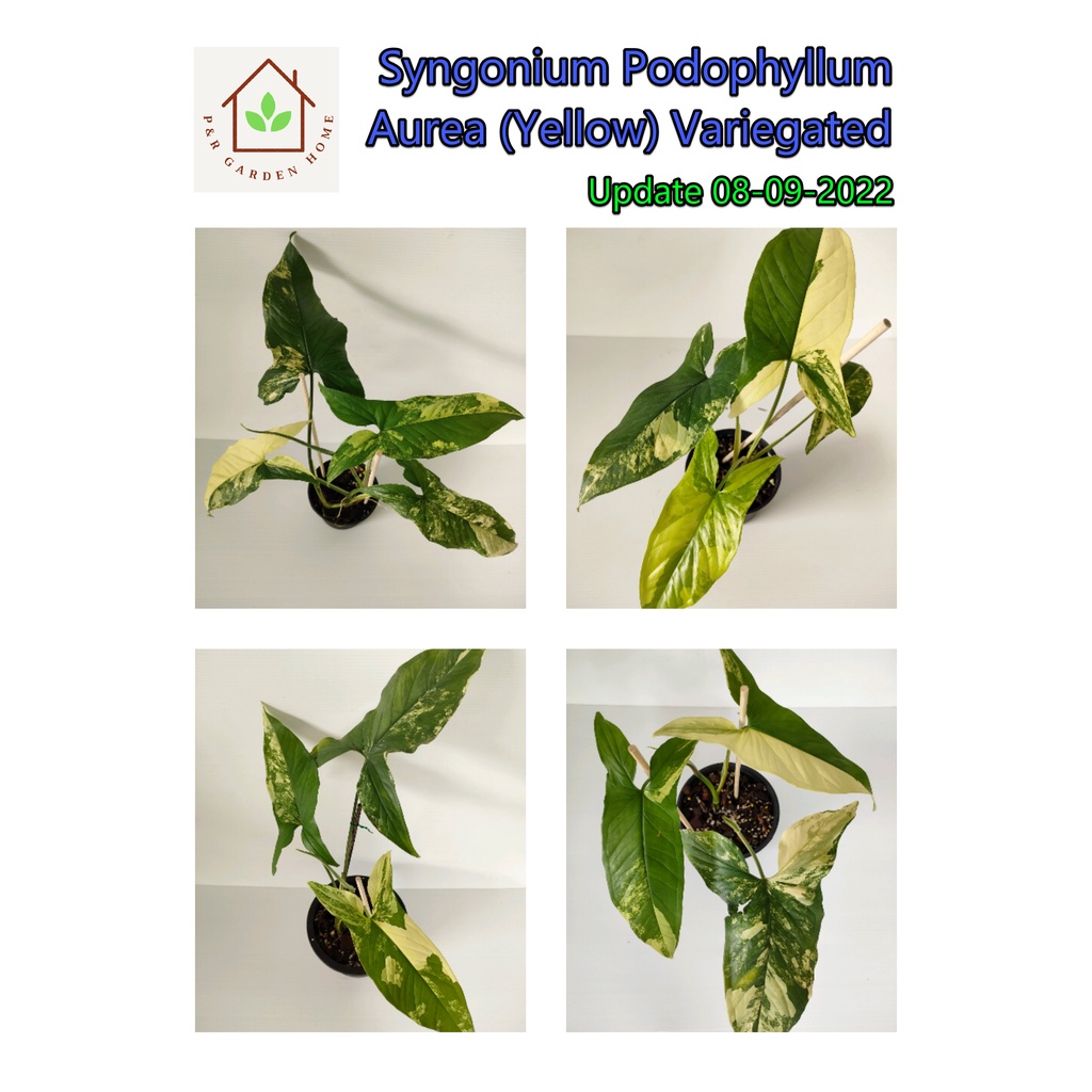 เงินไหลมาด่างเหลือง Syngonium Podophyllum Aurea (Yellow) Variegated