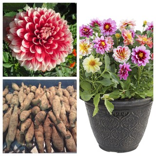 รักเร่ Dahlia สายพันธุ์ Red Fubuki นำเข้าจากเนเธอร์แลน หัวสดใหม่ 1 หัว/ออเดอร์