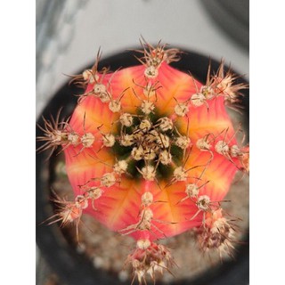 Cake Cactus Farm กระบองเพชร Gymnocalycium mihanovichii  Rainbow dream  ยิมโนด่าง เรนโบว์ดรีม หน่อเด็ดสด